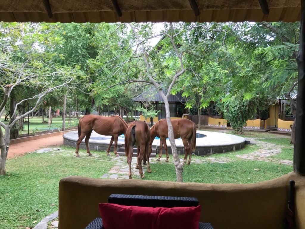 Aswadduma Hotel Dambulla Exterior photo